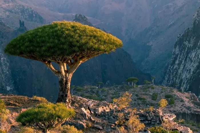 Eksplorasi Socotra, Menyelami Kehidupan dan Kebudayaan di Pulau Ajaib
