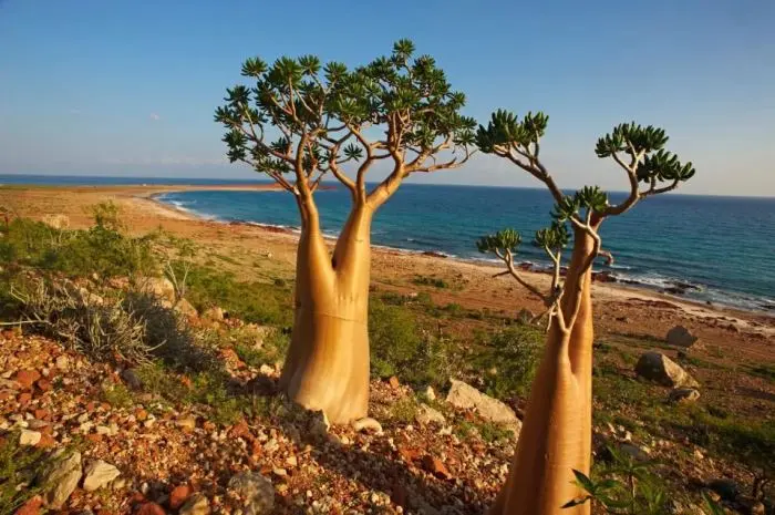 Pulau Socotra, Menjelajahi Surga Tersembunyi di Laut Arab